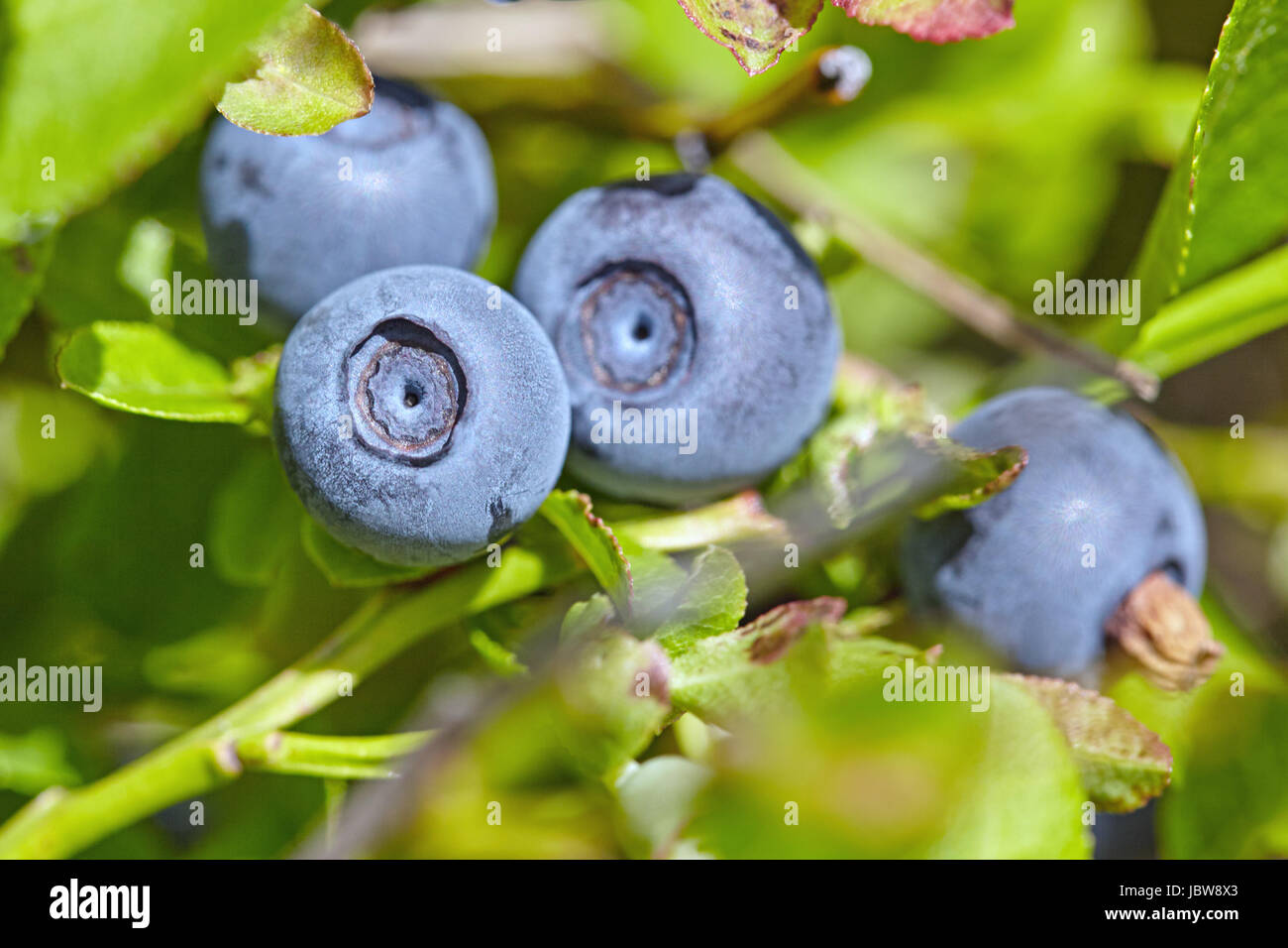 Ripe bilberry on a bush Stock Photo