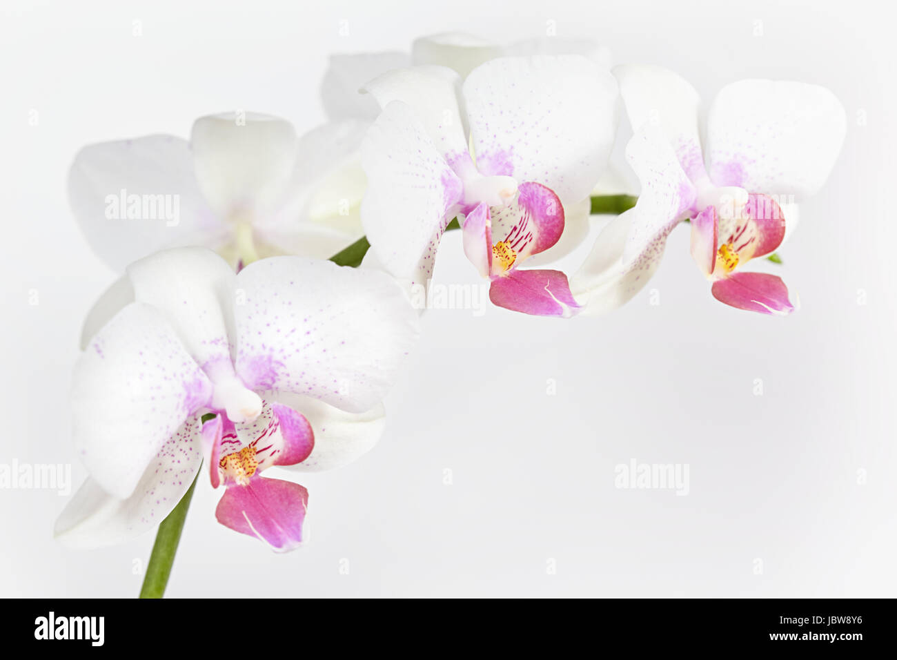 The branch of orchid on a grey background Stock Photo