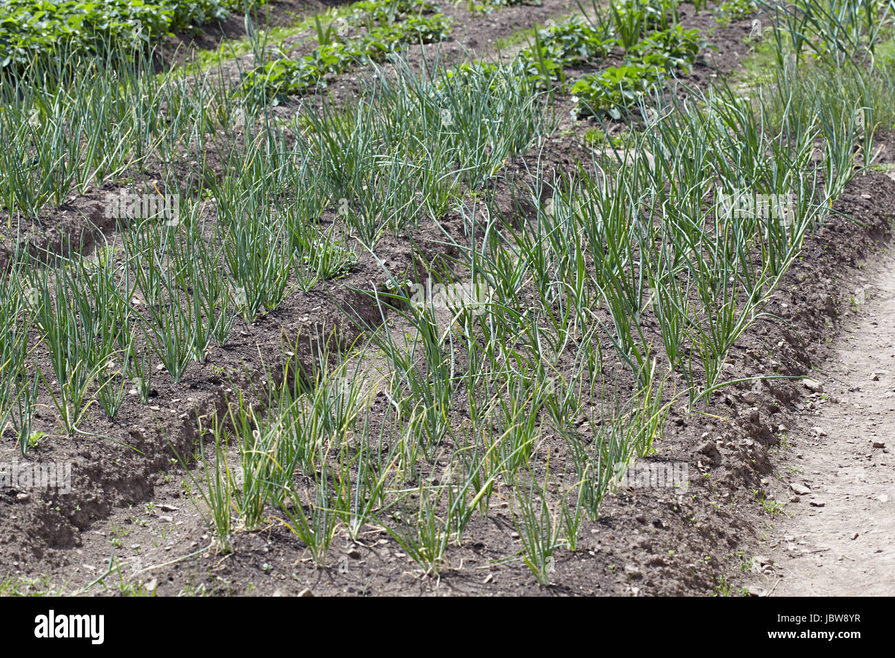 Onions beds on a country site Stock Photo