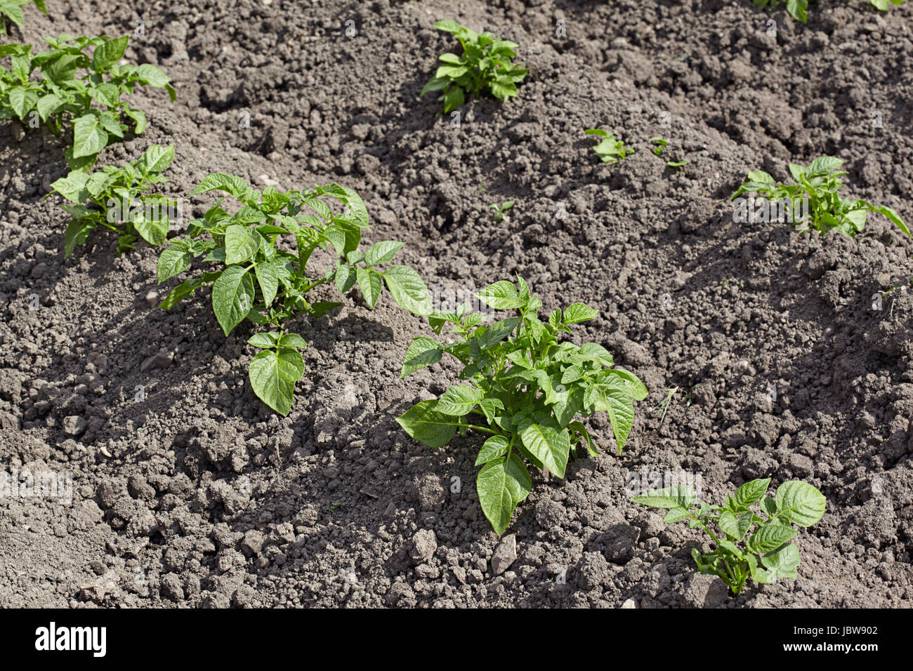 The field of new potatoes after an earthing up Stock Photo