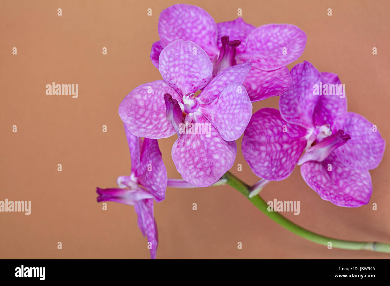 The branch of purple orchid on an orange background Stock Photo