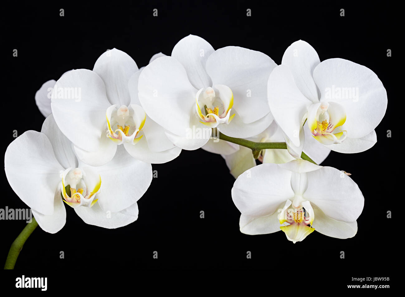 The branch of white orchid on a black background Stock Photo