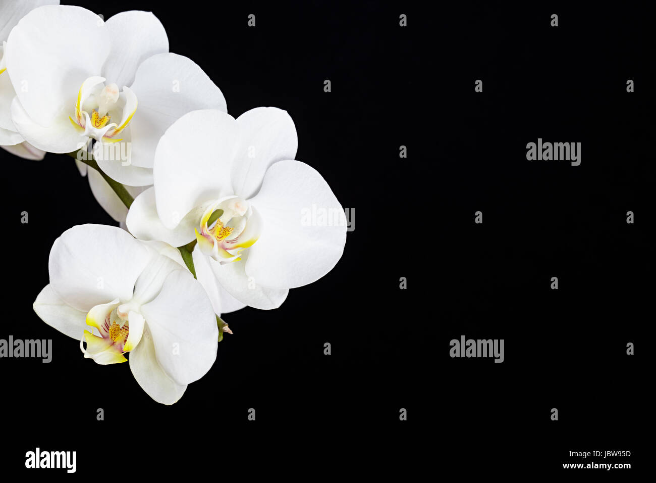 The branch of white orchid on a black background Stock Photo