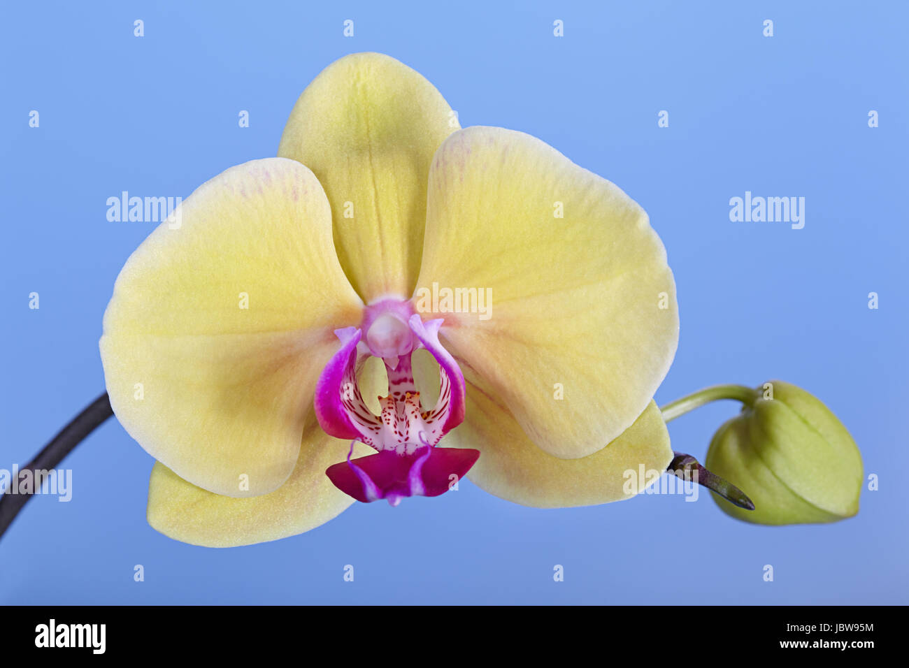 Flower of a yellow orchid on a blue background Stock Photo