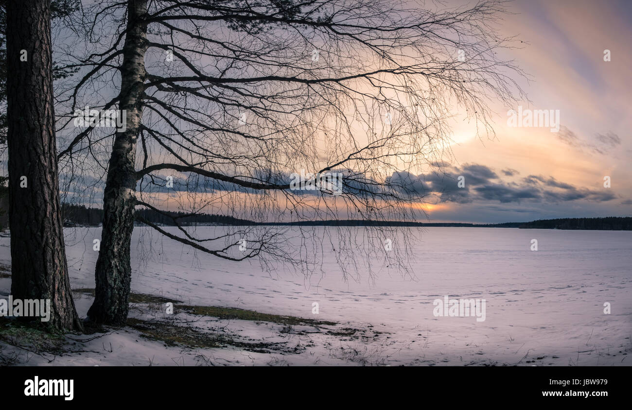 Scenic landscape with tree branches and sunset at winter evening Stock Photo