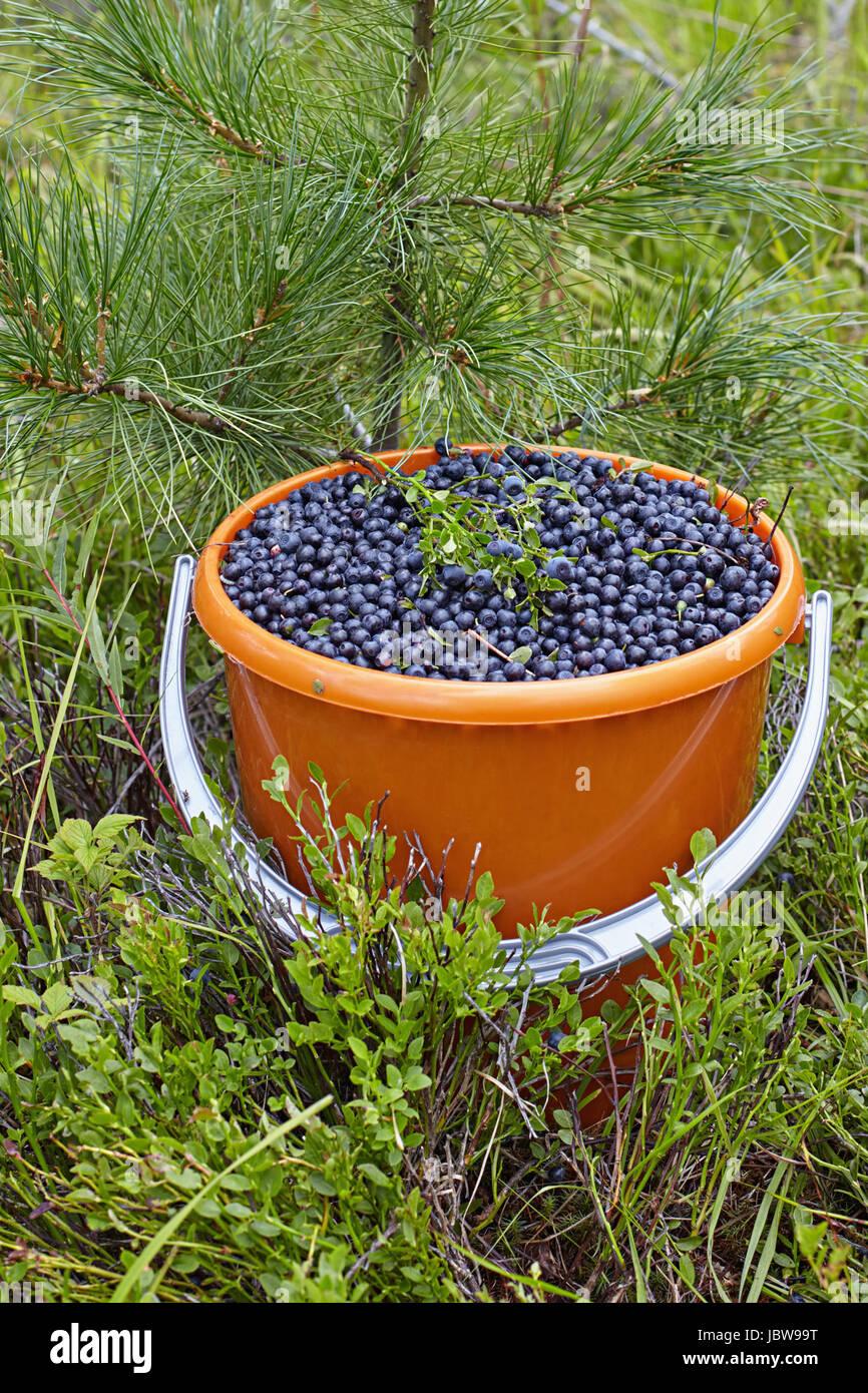 The bucket filled with ripe berry costs among bilberry bushes Stock Photo