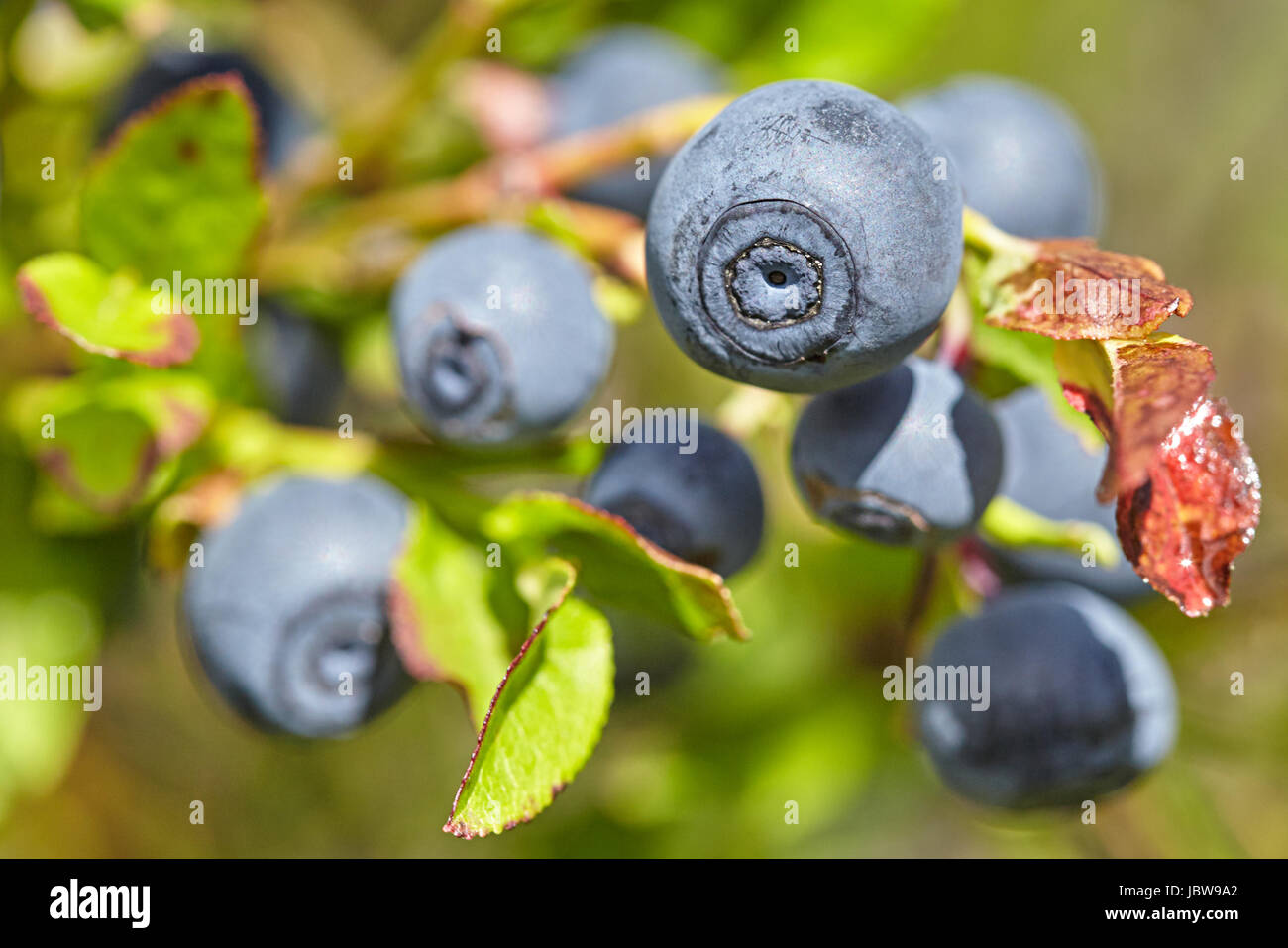 Ripe bilberry on a bush Stock Photo