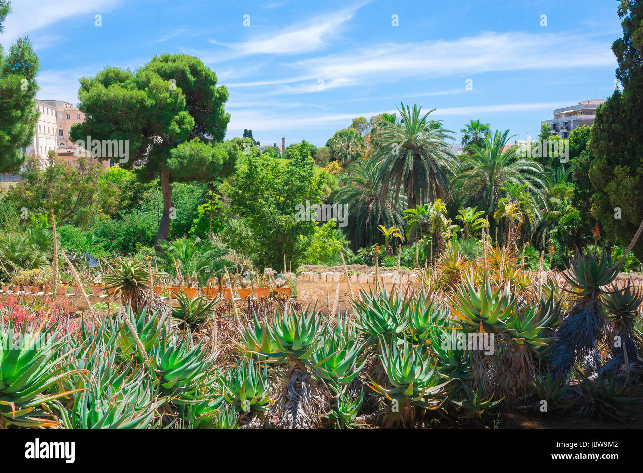 Cagliari Botanical Garden, the succulent plant zone in the Botanical Garden in Cagliari, Sardinia. Stock Photo