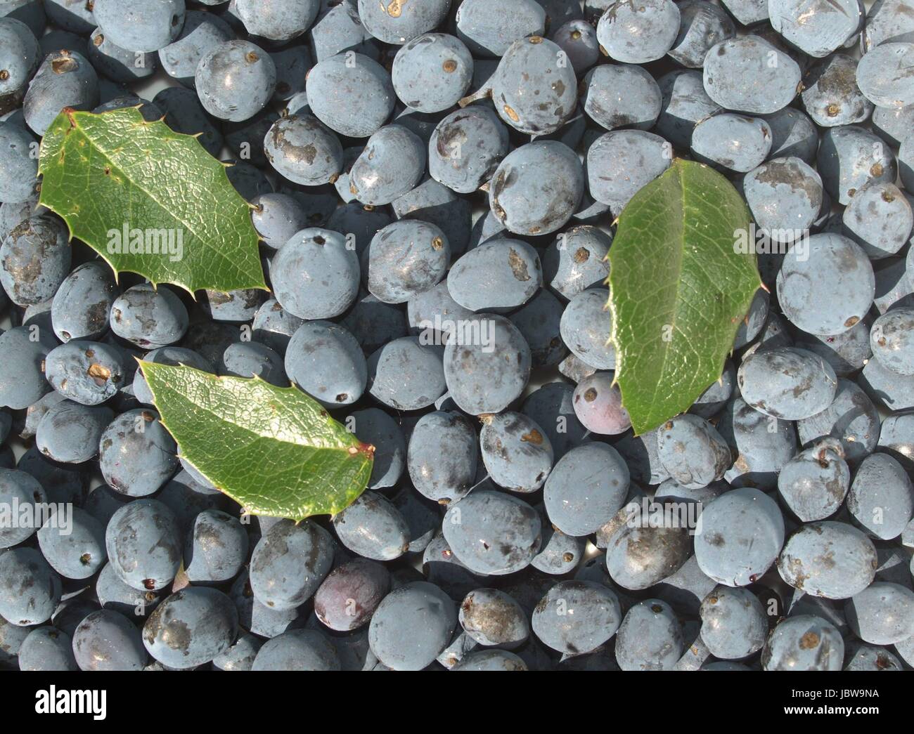holly berries - ilex Stock Photo