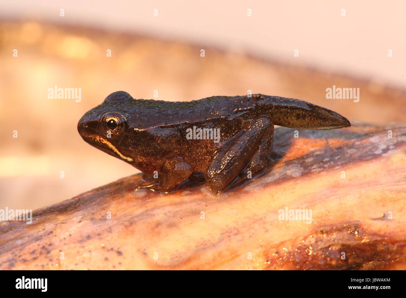 Pollyfrog hi-res stock photography and images - Alamy