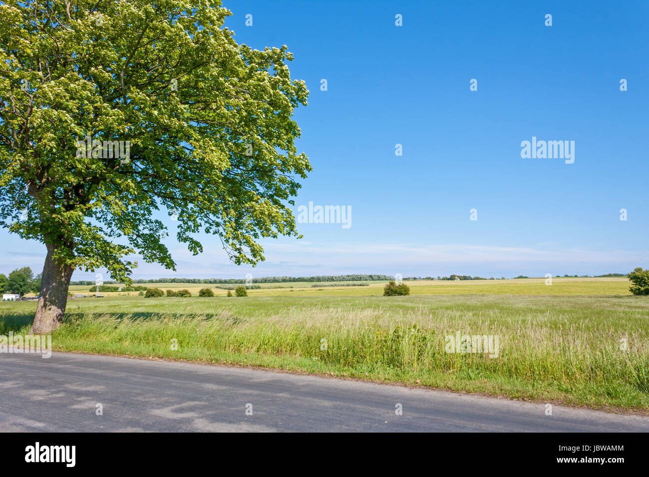 idyllic land, tree near lonely track, field, meadow and blue sky Stock ...