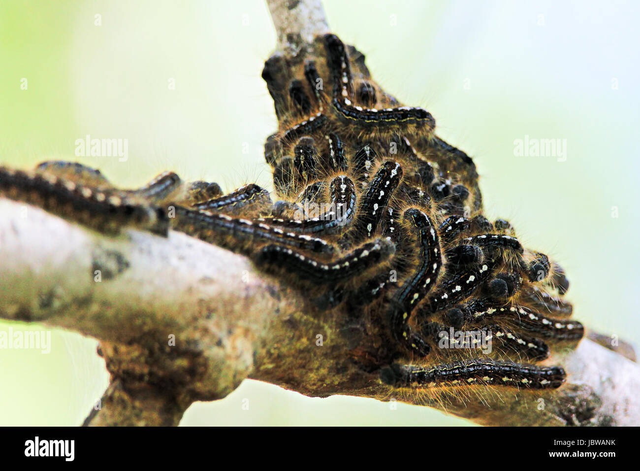 A group of forest tent caterpillars clustered together on a branch