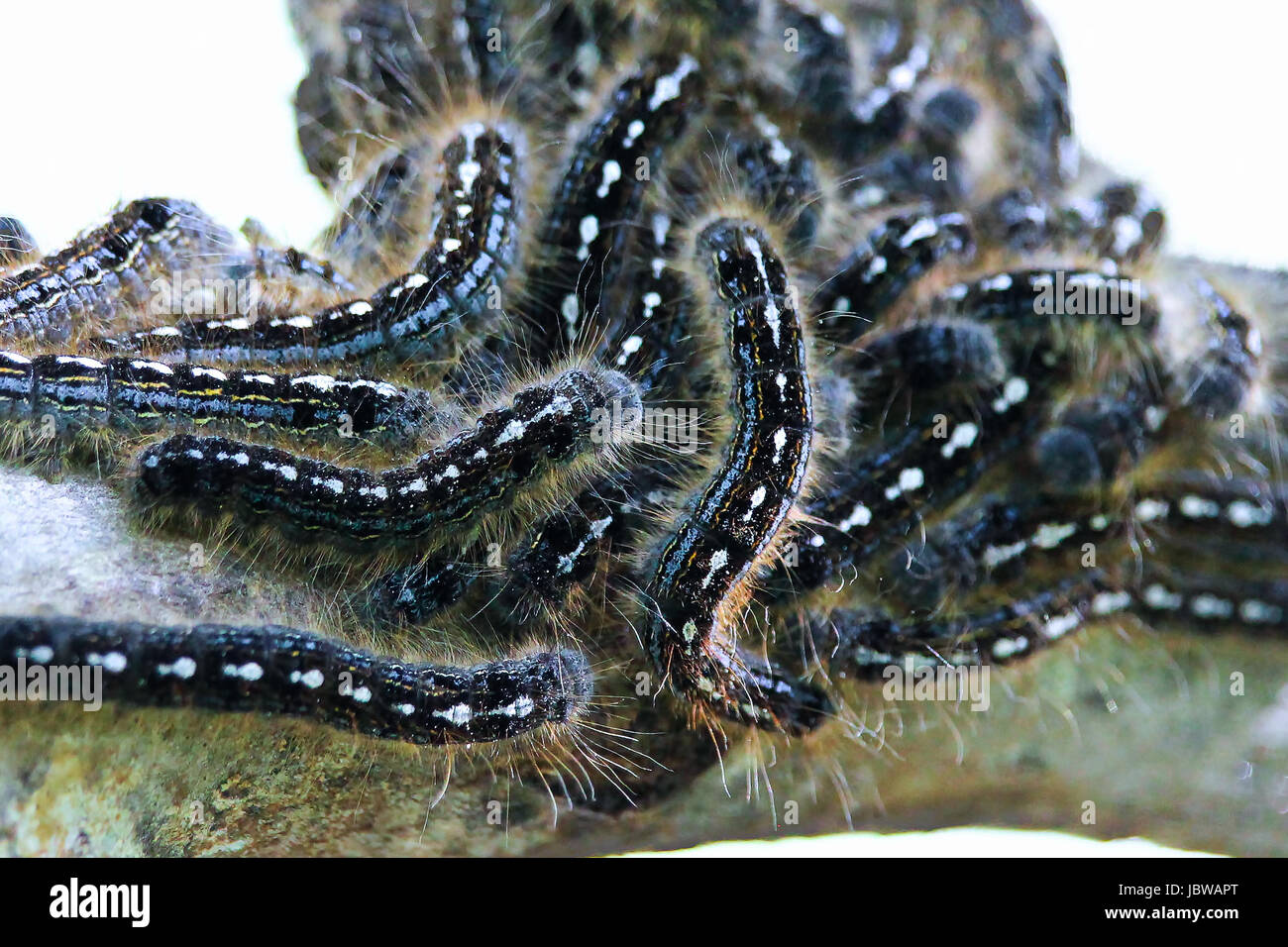 Closeup of a forest tent caterpillar aggregate Stock Photo Alamy