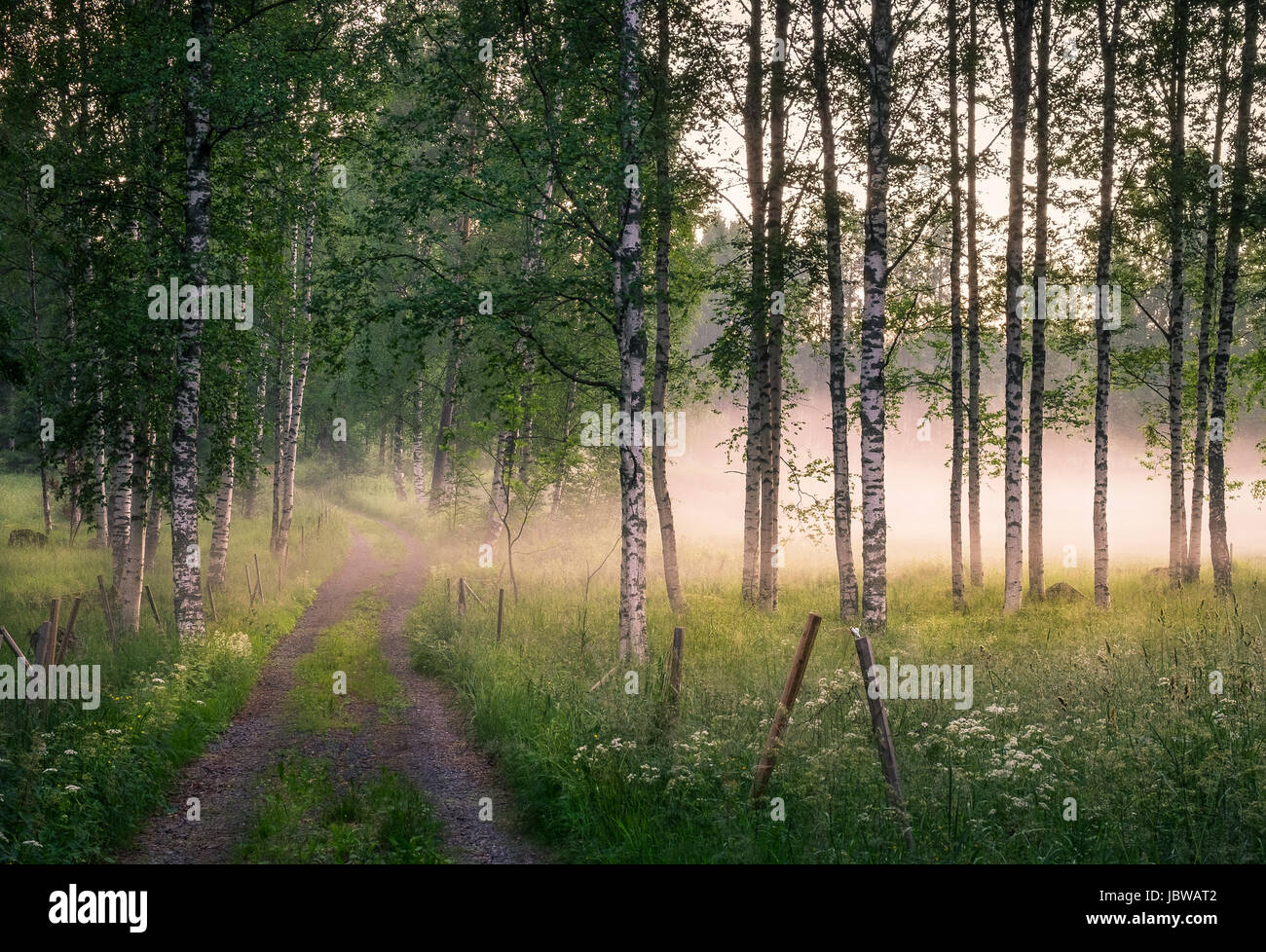 Landscape with idyllic road and fog at summer evening in Finland Stock Photo