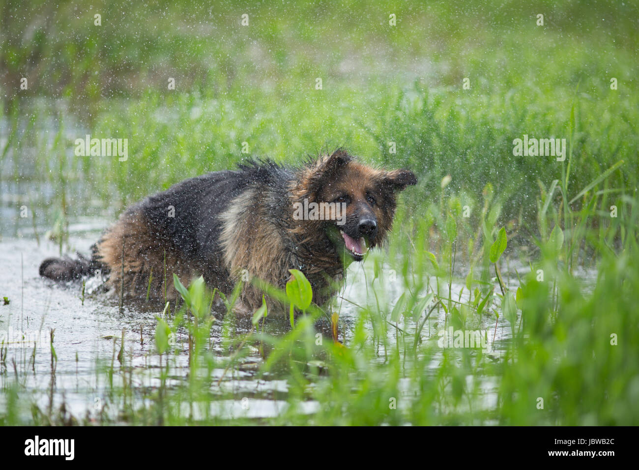 German shepherd dog shaking off water in lake Stock Photo