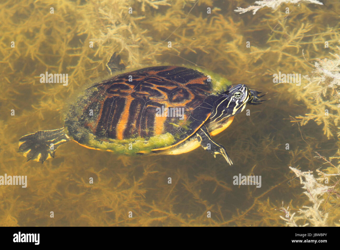 Florida Red-bellied Cooter (Pseudemys Chrysemys nelsoni) in the Florida Everglades Stock Photo