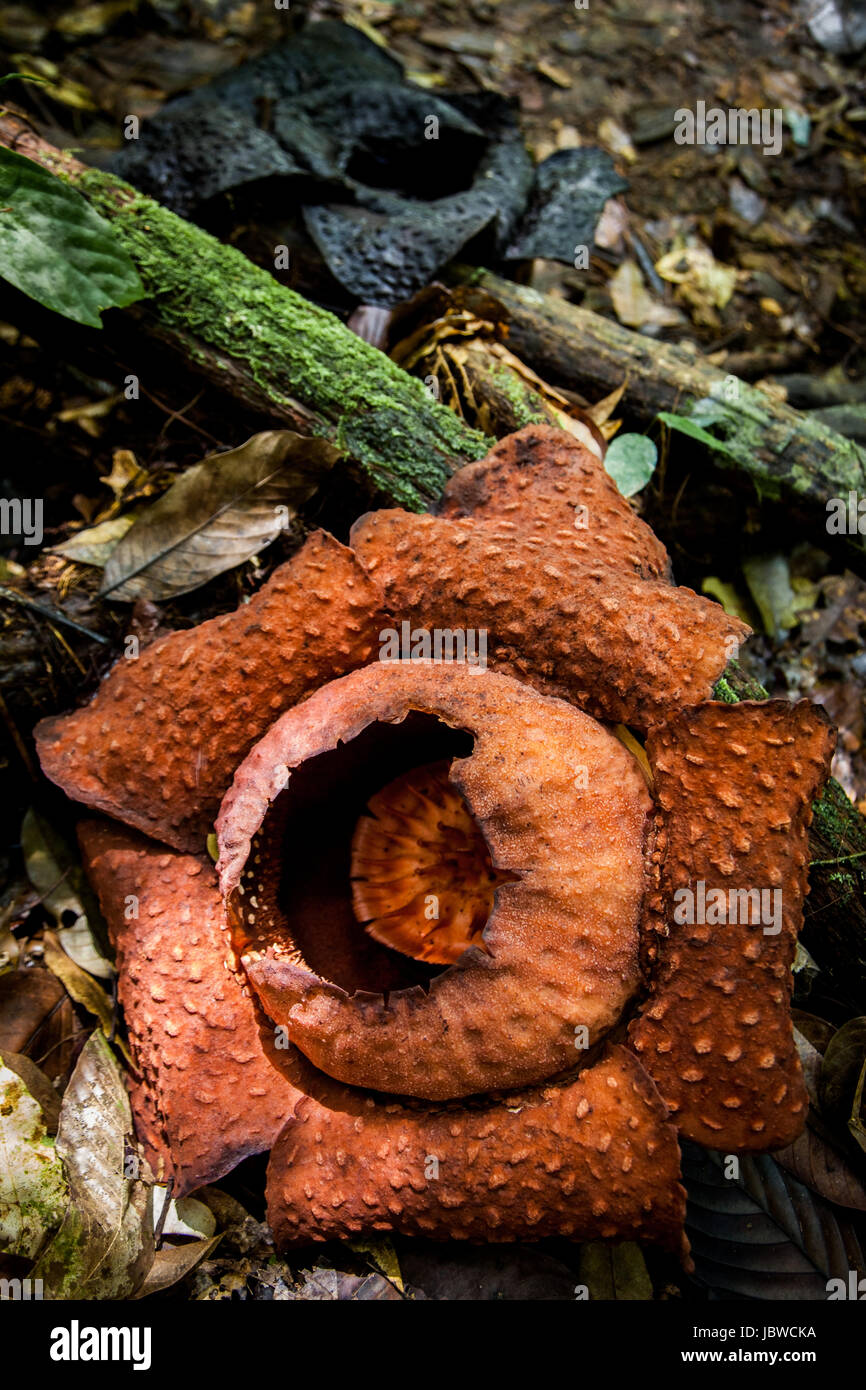 Rafflesia arnoldii the Corpse Flower named for having a putrid smell ...