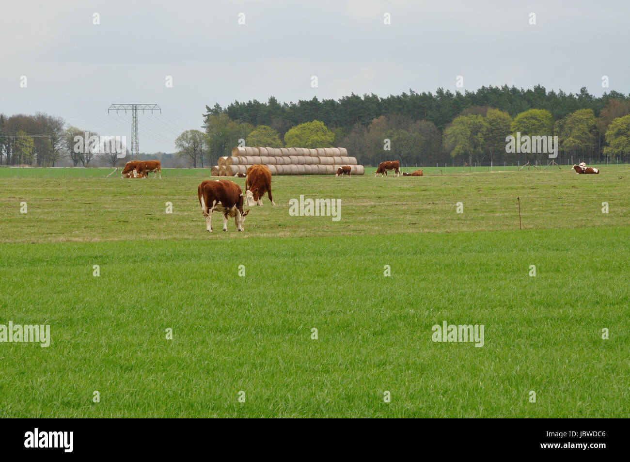 Weide mit Kühen in der Prignitz Stock Photo