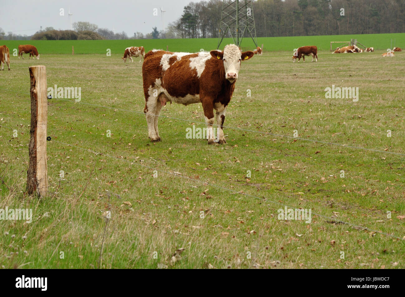 Weide mit Kühen in der Prignitz Stock Photo