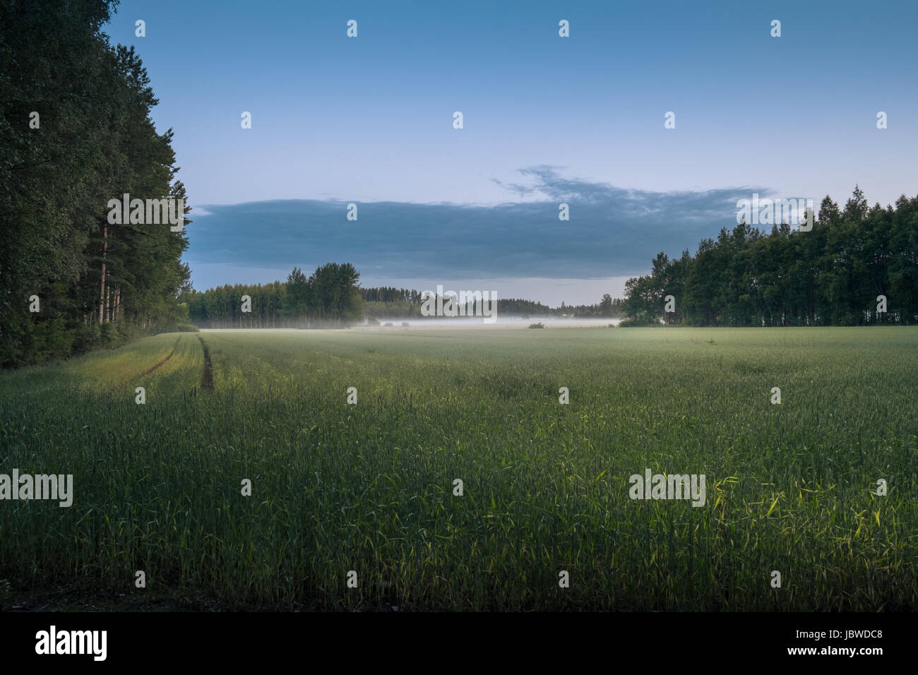 Landscape with mist and fog at summer night in northern Europe Stock Photo