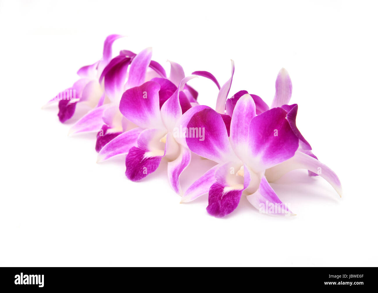 beautiful blooming orchid isolated on white background Stock Photo - Alamy
