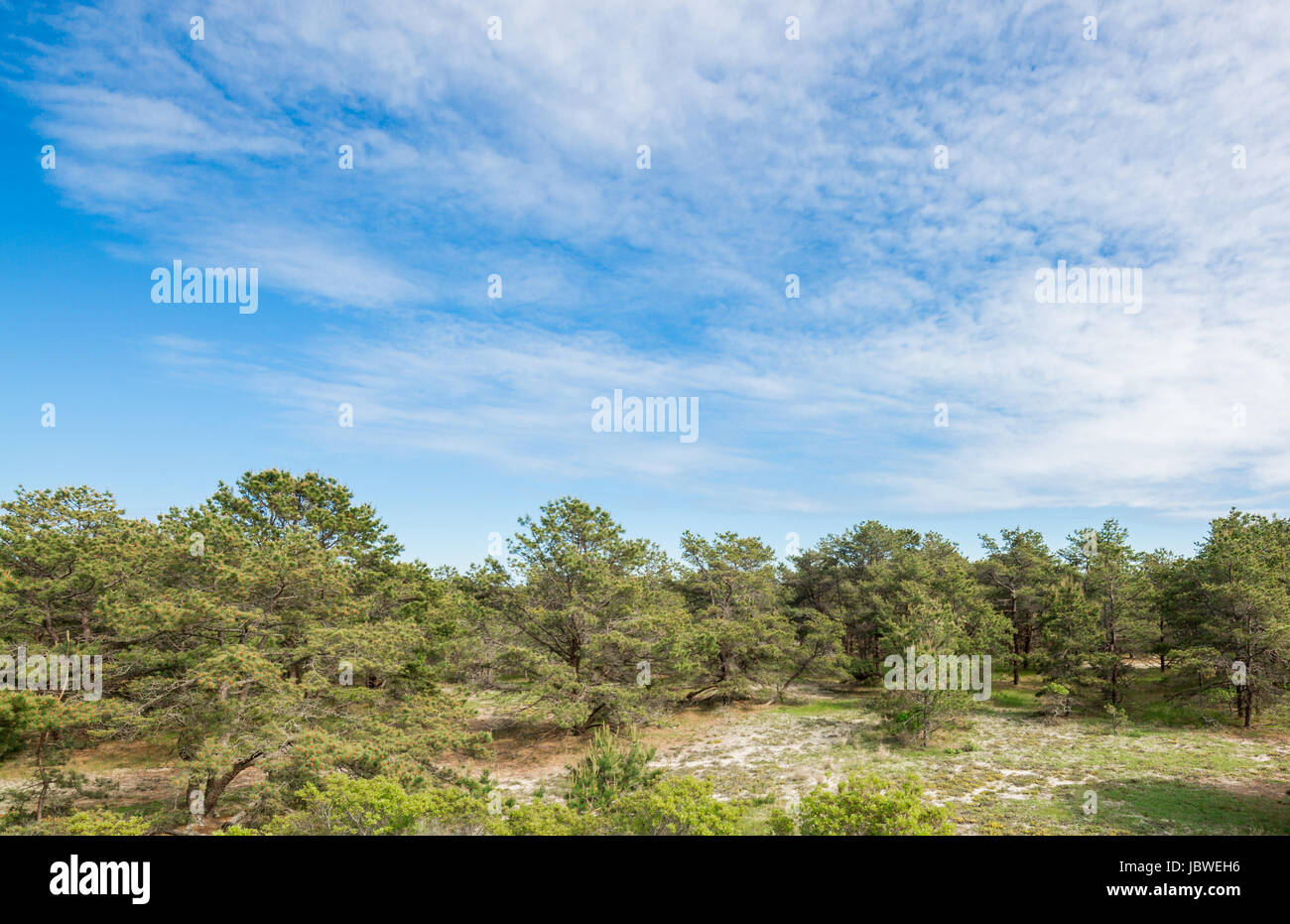 Pine barrens hires stock photography and images Alamy
