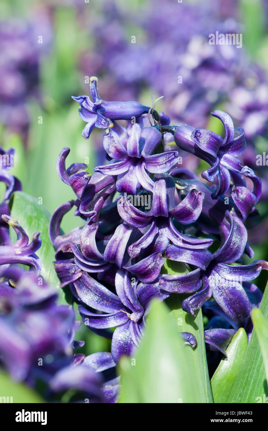 Macro shot of beautiful purple hyacinths flowers Stock Photo - Alamy