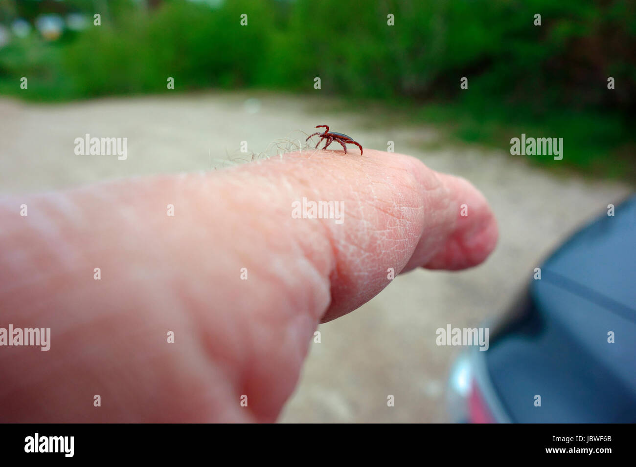 A wood tick or dog tick on a person's finger Stock Photo