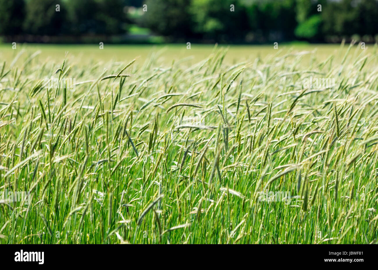 green grass and a distant landscape of trees Stock Photo