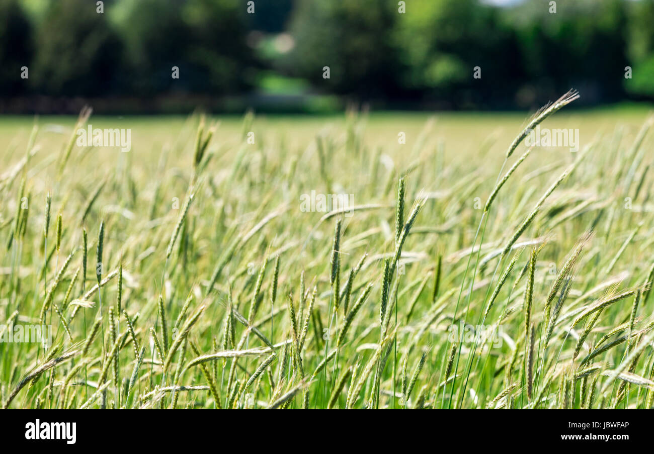 green grass and a distant landscape of trees Stock Photo