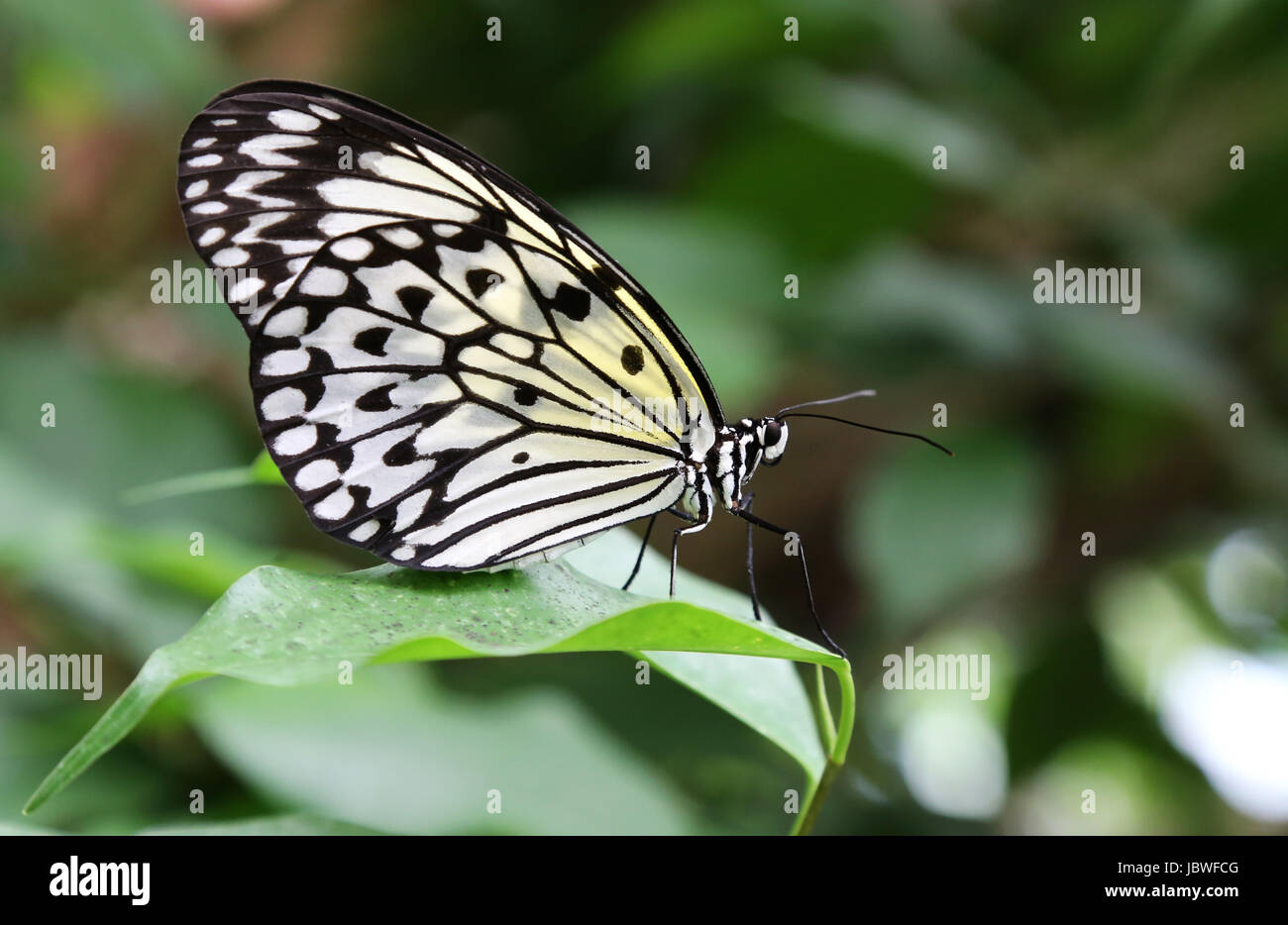 paper kite butterfly Stock Photo Alamy