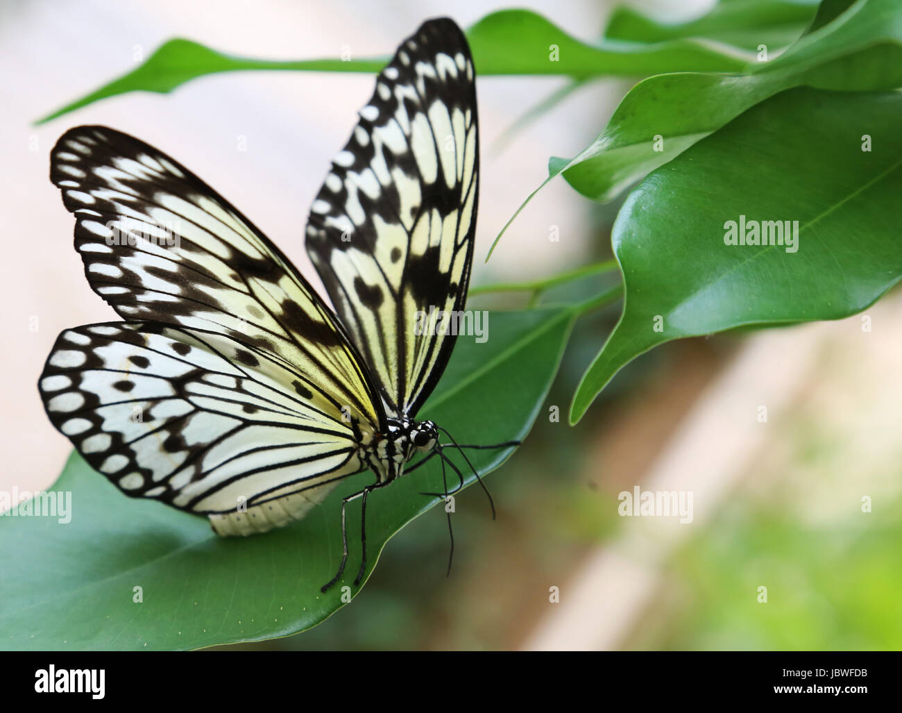 paper kite butterfly frontal Stock Photo Alamy