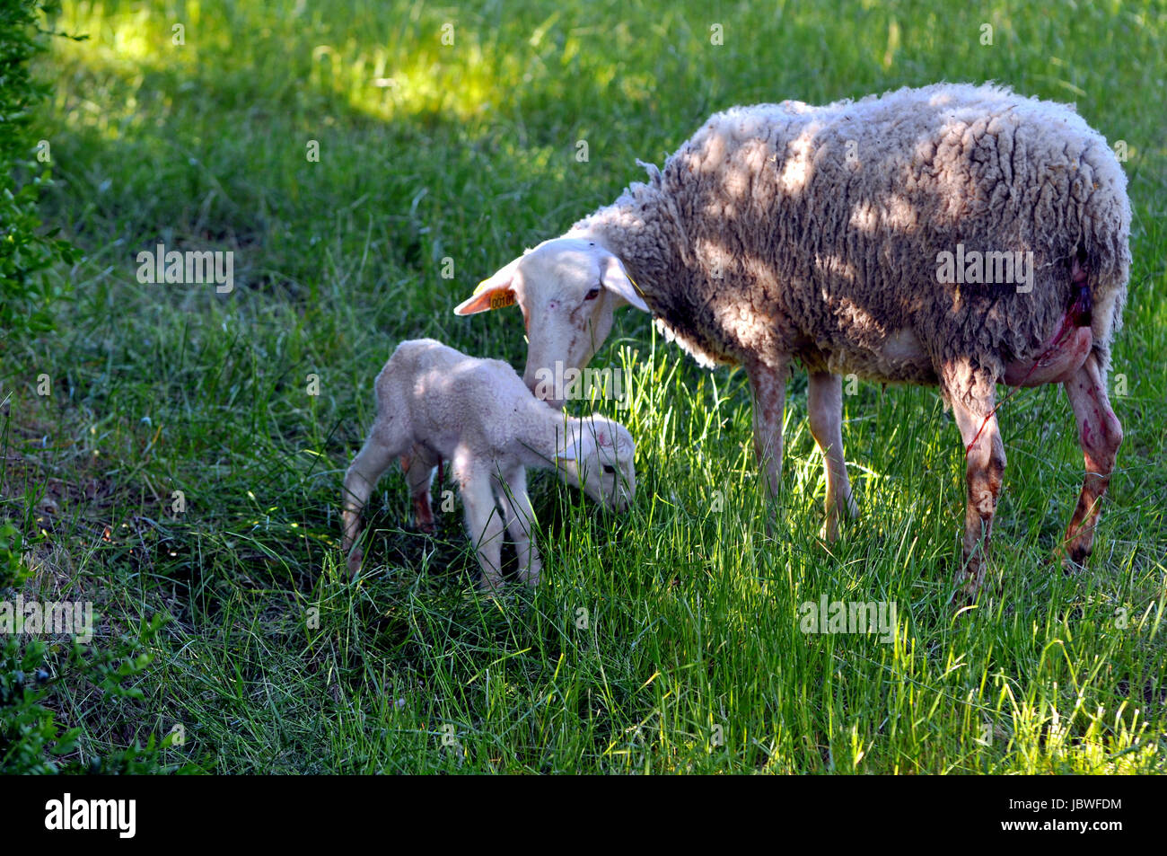 newborn lamb with mother Stock Photo