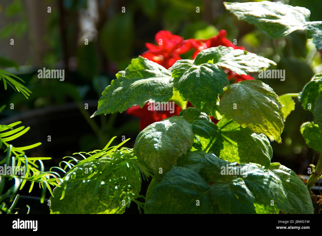 Close up of the leaves of a patchouli plant in the sunshine Stock Photo