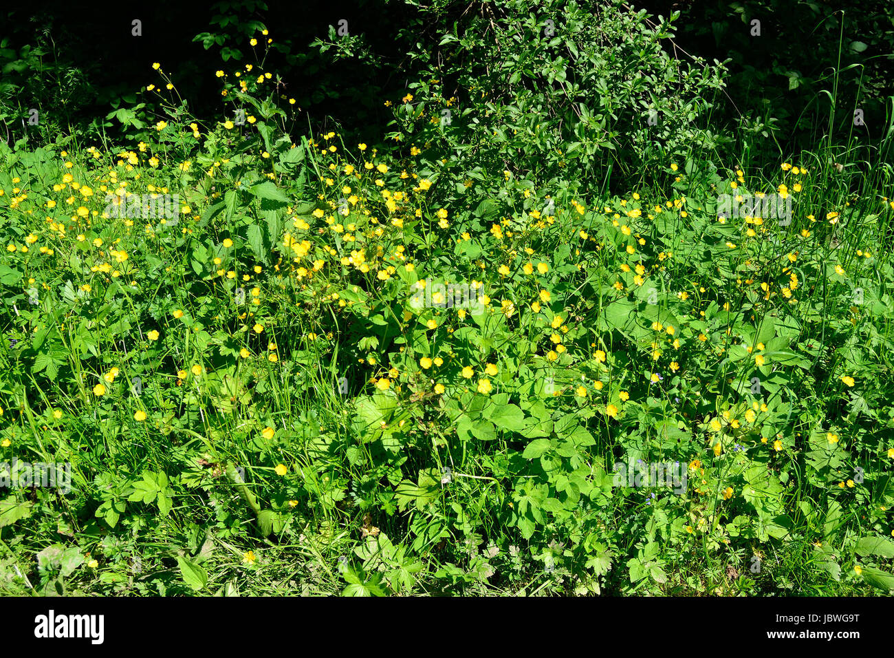 Grass field with flowers and plants Stock Photo - Alamy