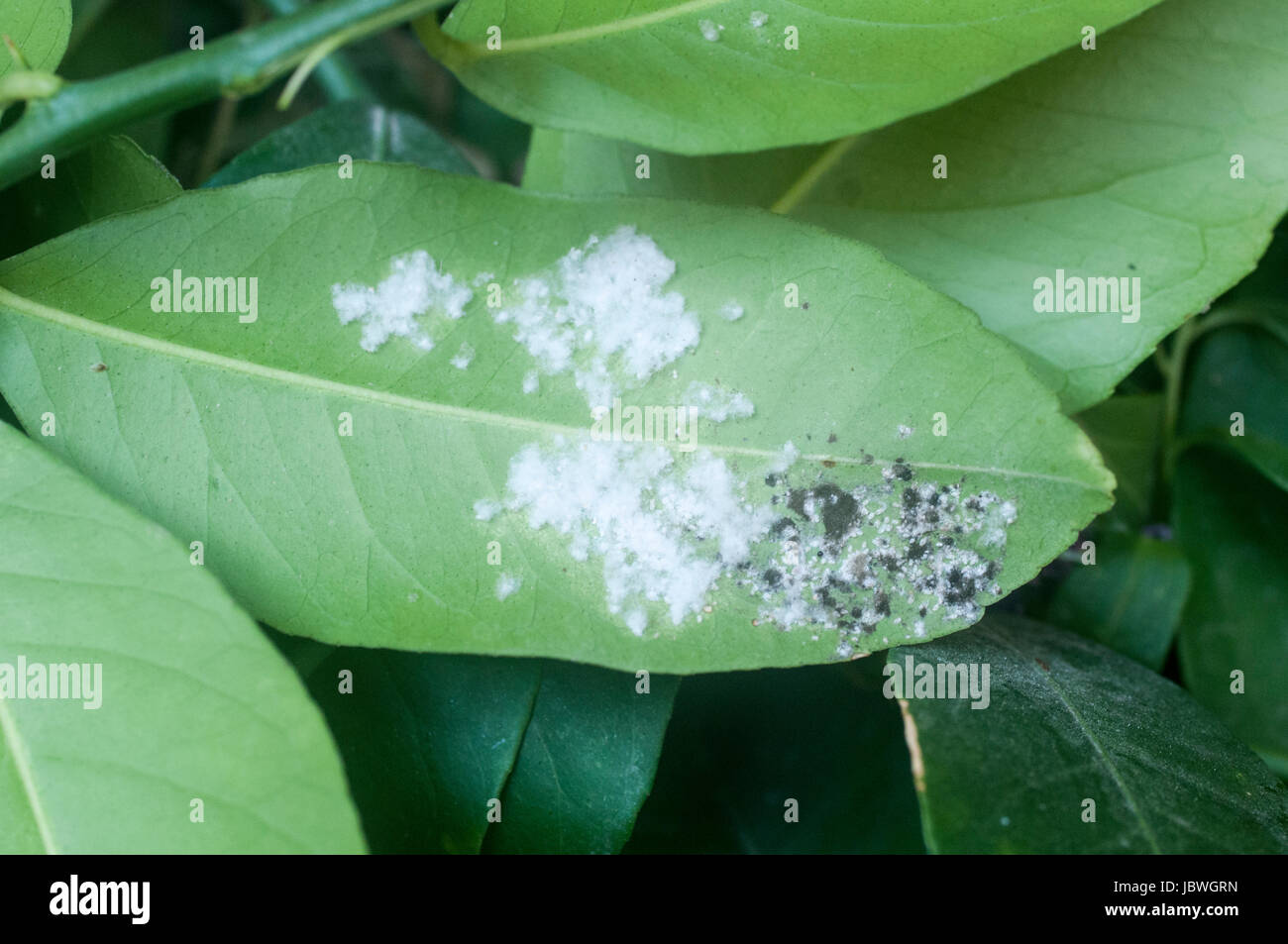 Sooty mold (black) and Mealy bugs on a citrus leaf. Cluster of mealy bugs (Pseudococcidae) on the underside of a lemon tree leaf together with Sooty m Stock Photo