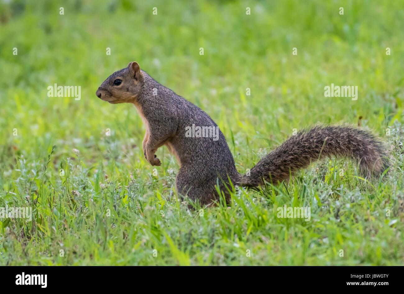 Sciurus carolinensis, a Louisiana gray squirrel, often referred to as a