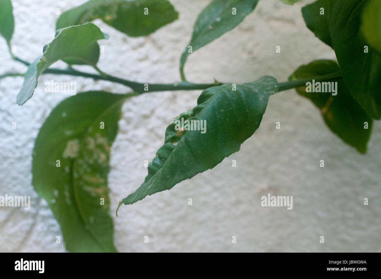 damaged citrus leaf due to Mealy bugs. Photographed in Israel Stock Photo