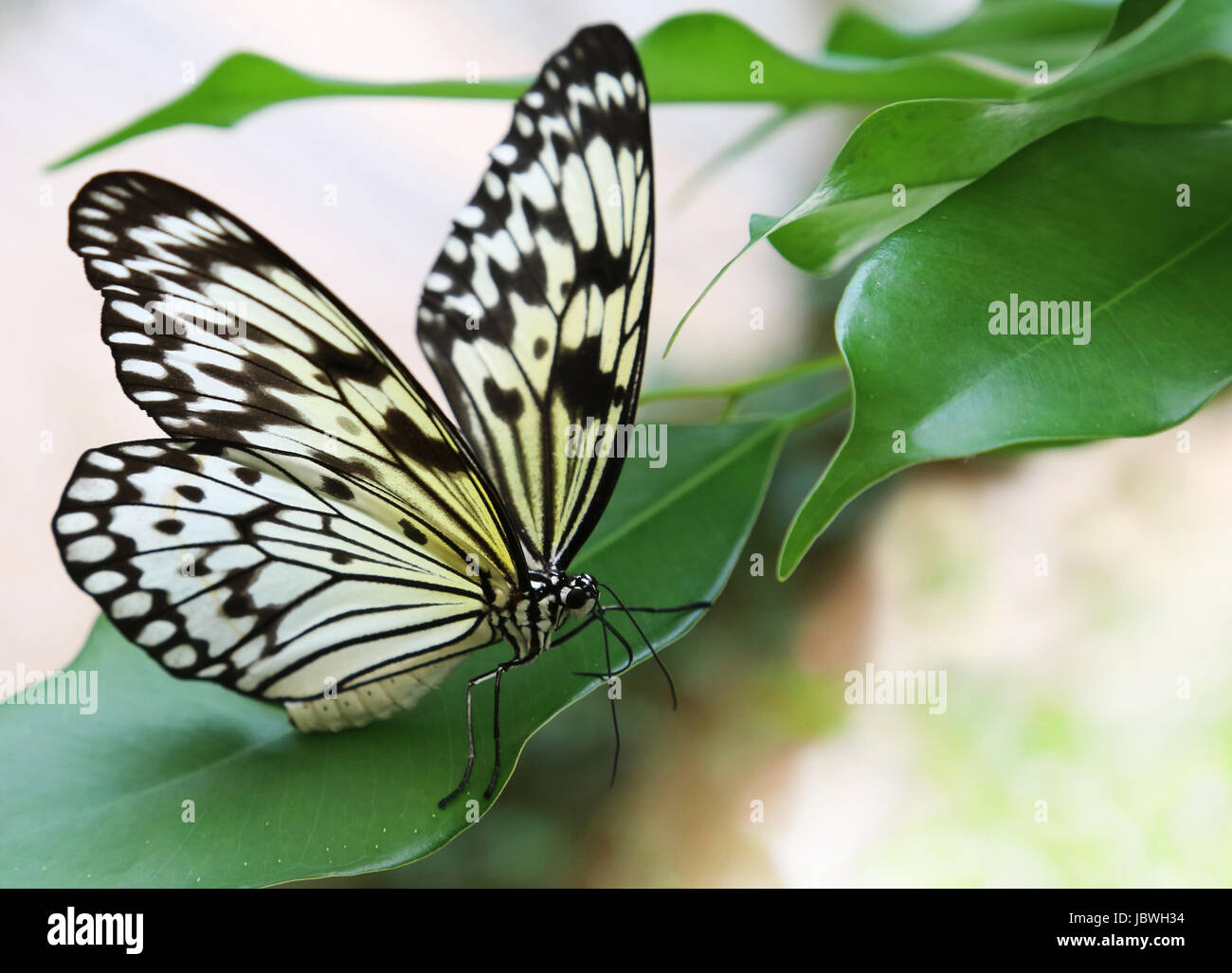white tree nymph,frontal Stock Photo Alamy