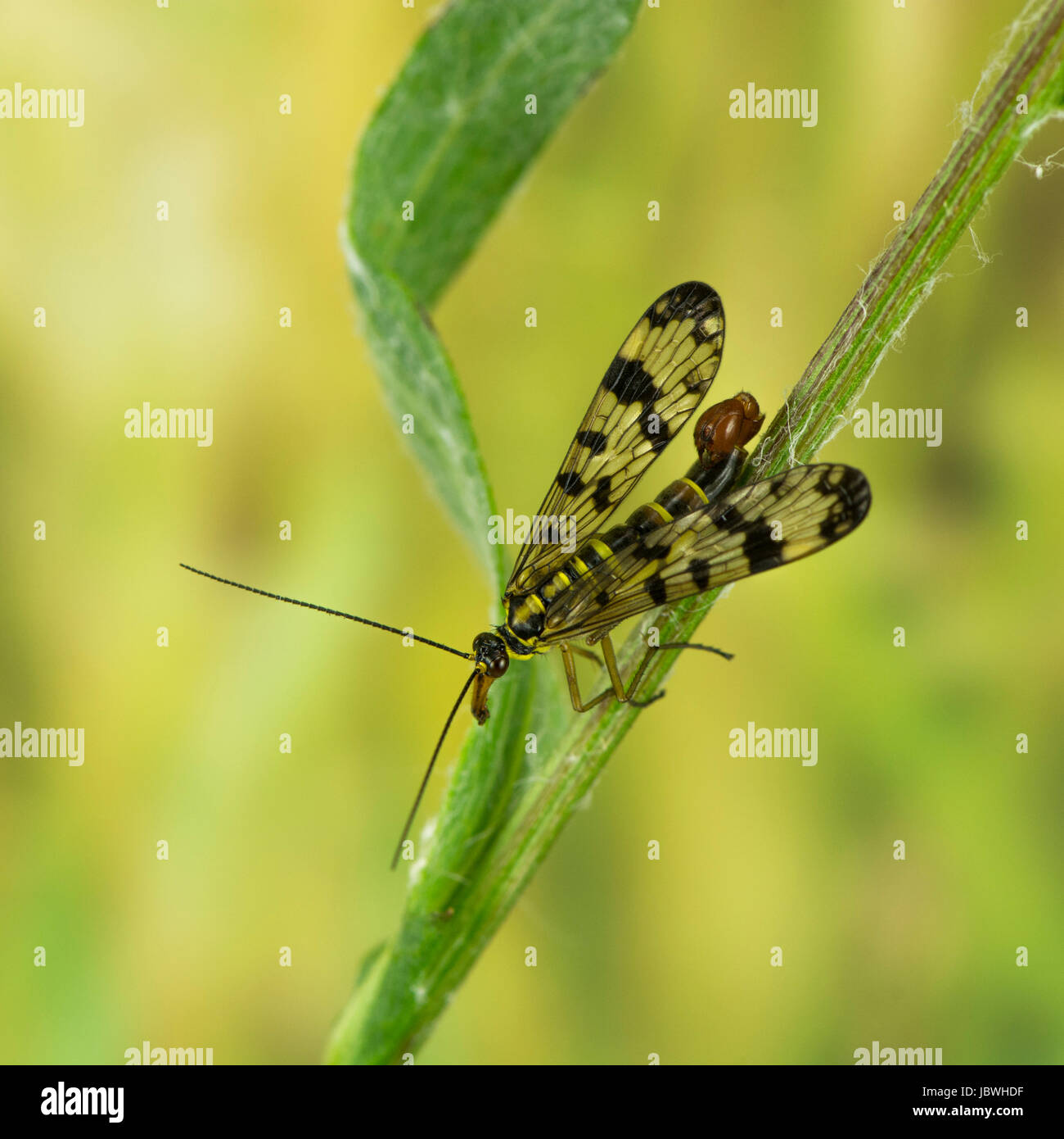 common scorpion fly Stock Photo Alamy
