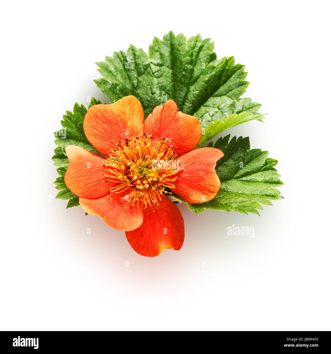 Orange potentilla rose flower with leaf isolated on white background clipping path included Stock Photo