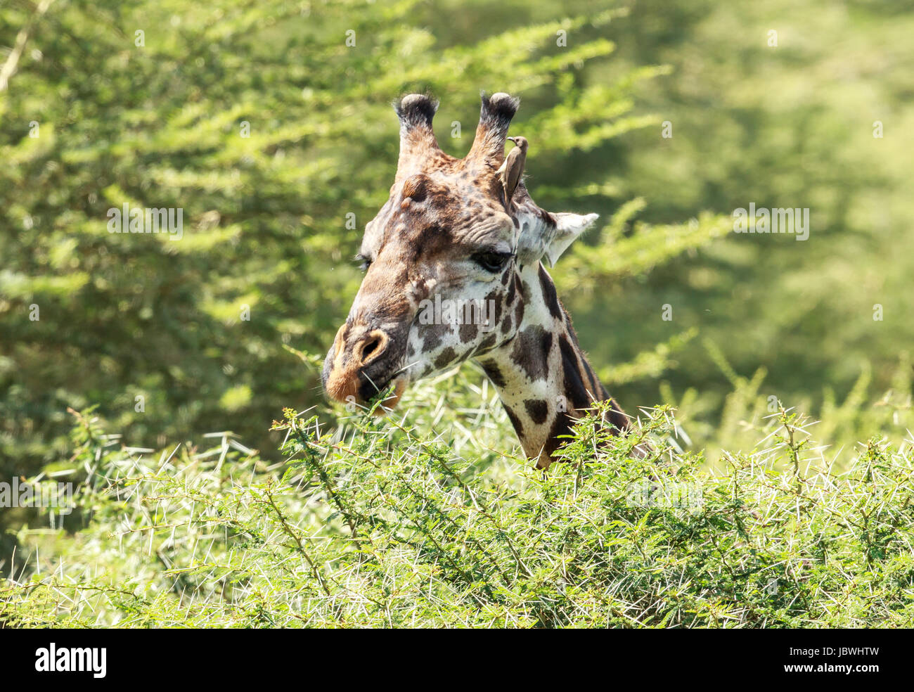 A portrait of a Masai Giraffe Stock Photo