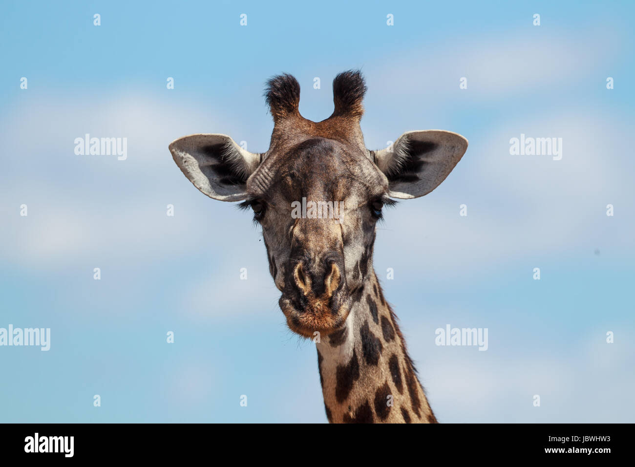 A portrait of a Masai Giraffe Stock Photo