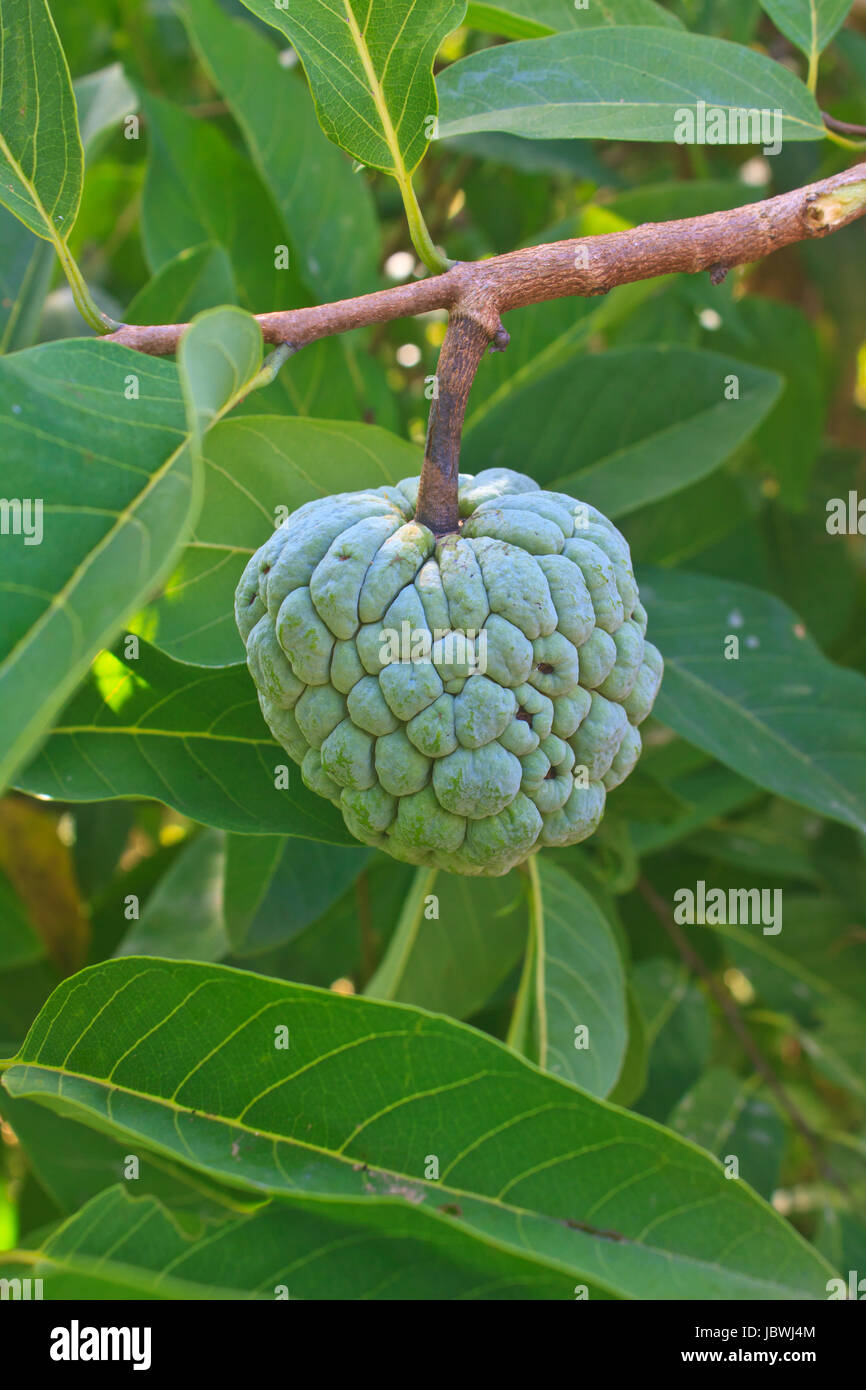 Custard apples or Sugar apples growing on a tree in garden, Thailand
