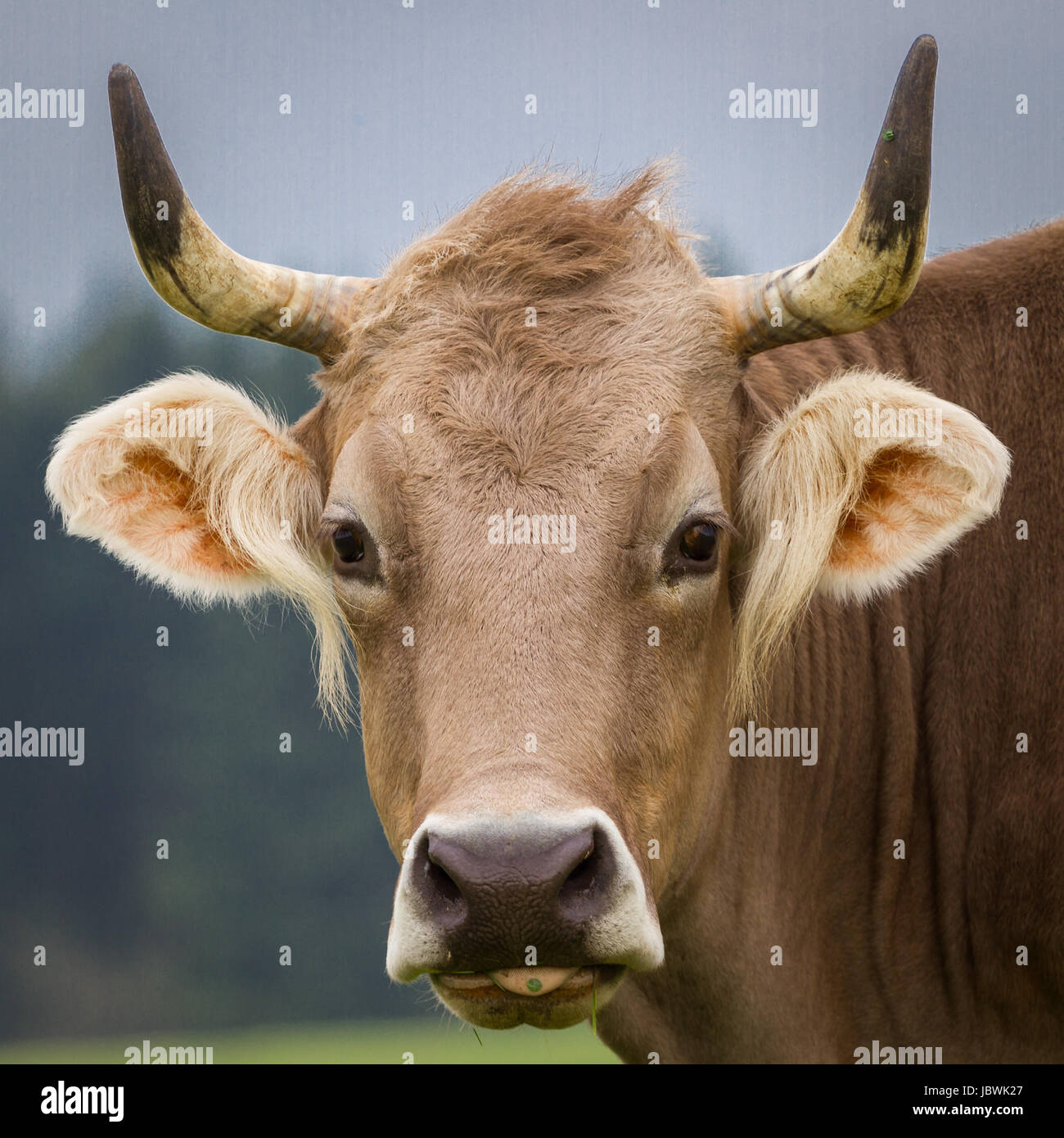Eine wirklich hübsche braune Kuh schaut mit aufgerichteten Ohren direkt in die Kamera. Stock Photo