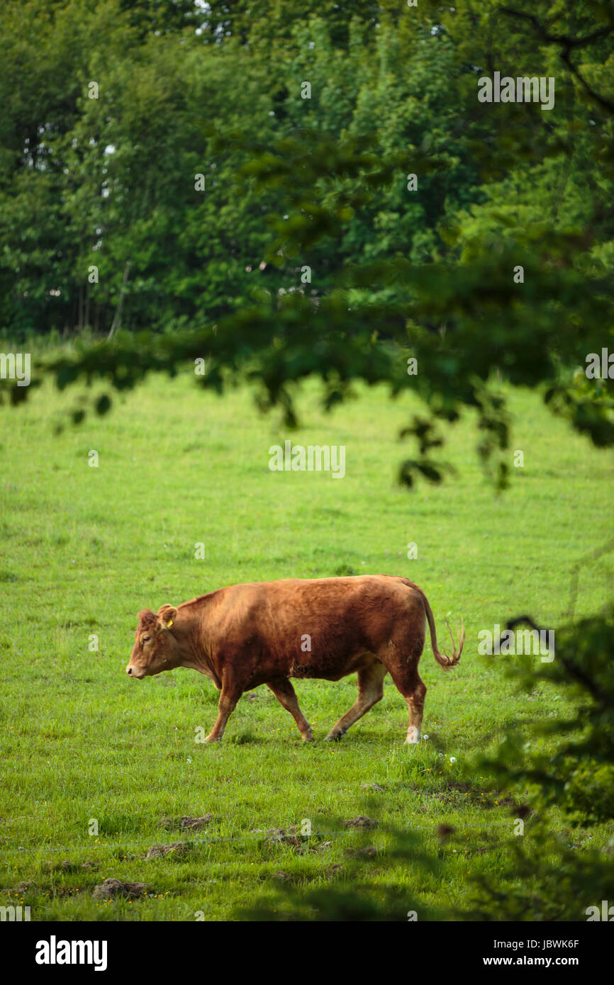 Cows grazing on a lovely green pasture Stock Photo - Alamy