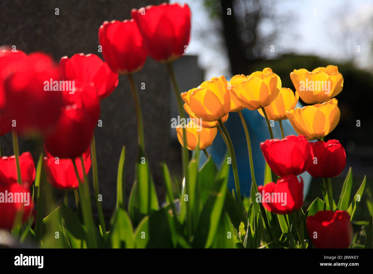 Blooming back lit red and yellow tulip flowers close up Stock Photo - Alamy