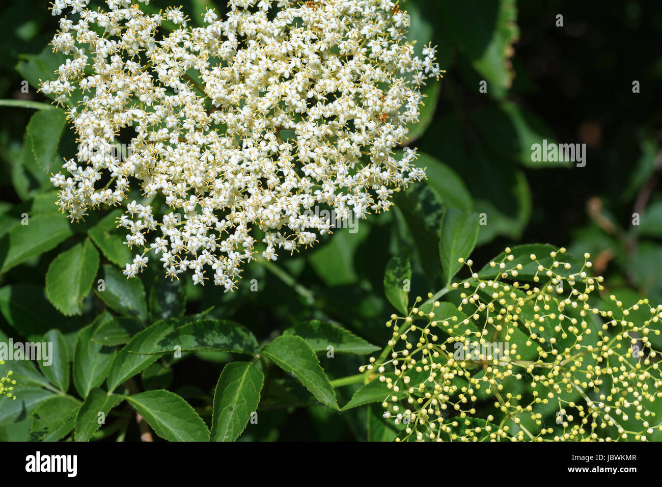 Holunderblüten im Detail Stock Photo - Alamy
