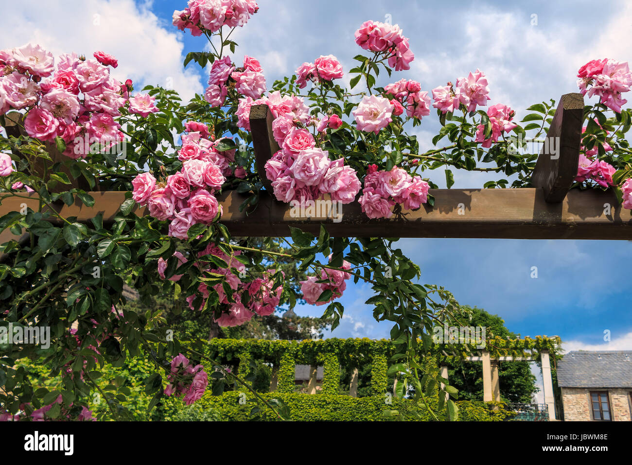 pink climbing roses in rose city eltville Stock Photo Alamy