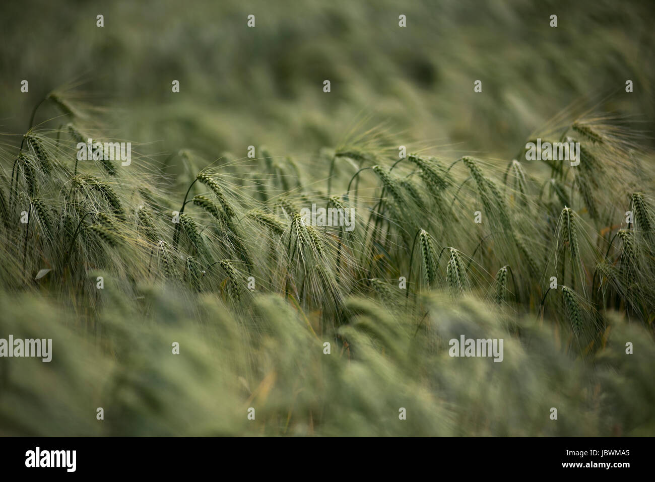 Beautiful grains hires stock photography and images Alamy